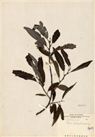 藏品(褐毛柳(阿里山柳))的圖片